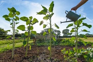 Fotoper&iacute;odo: como as plantas sabem que o ver&atilde;o acabou