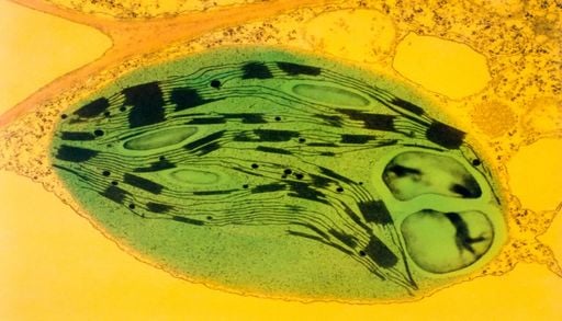 Fotoss&iacute;ntese no olho: a descoberta cient&iacute;fica que pode dar fim ao olho seco