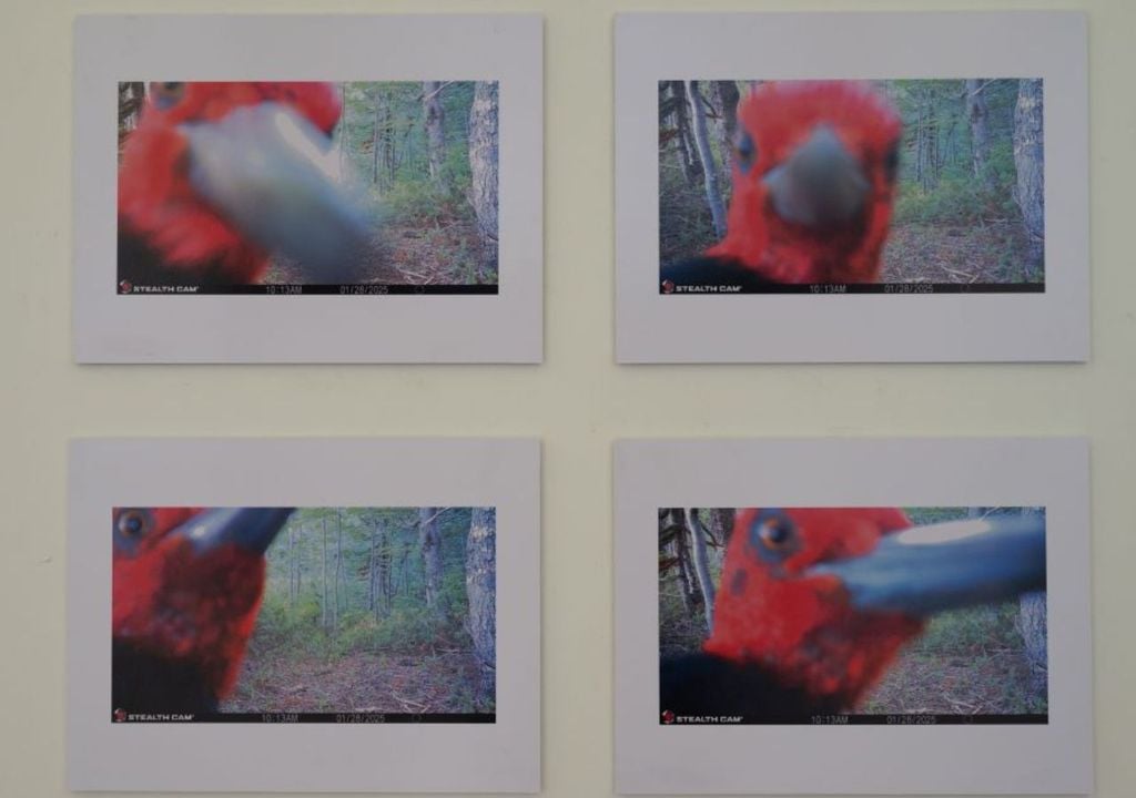 Expo fototrampeo La tecnología del fototrampeo permite observar la fauna más esquiva en su estado más puro. La muestra estará abierta hasta el 19 de mayo en Chillán. Créditos de la imagen: UdeC Campus Chillán.