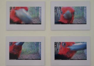 Fototrampeo en la cordillera: la exposici&oacute;n que muestra la vida silvestre en los bosques de araucarias