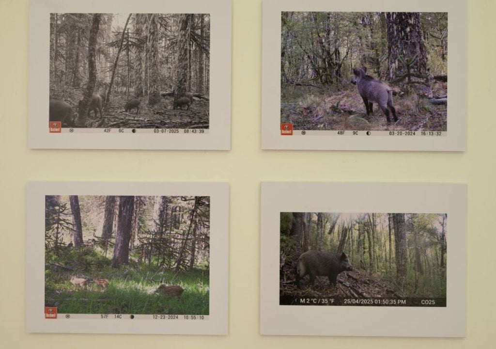 Expo fototrampeo El proyecto comenzó en 2016, cuando el académico Oscar Skewes encontró un sendero de fauna que parecía ideal para instalar una cámara. Desde entonces, el trabajo creció y sumó más cámaras, más rutas y más estudiantes que participaron. Créditos de la imagen: UdeC Campus Chillán.