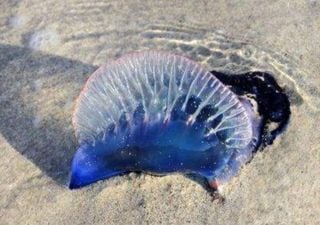 Fragata portuguesa en la costa central: por qué obliga a cerrar playas y qué riesgos reales implica