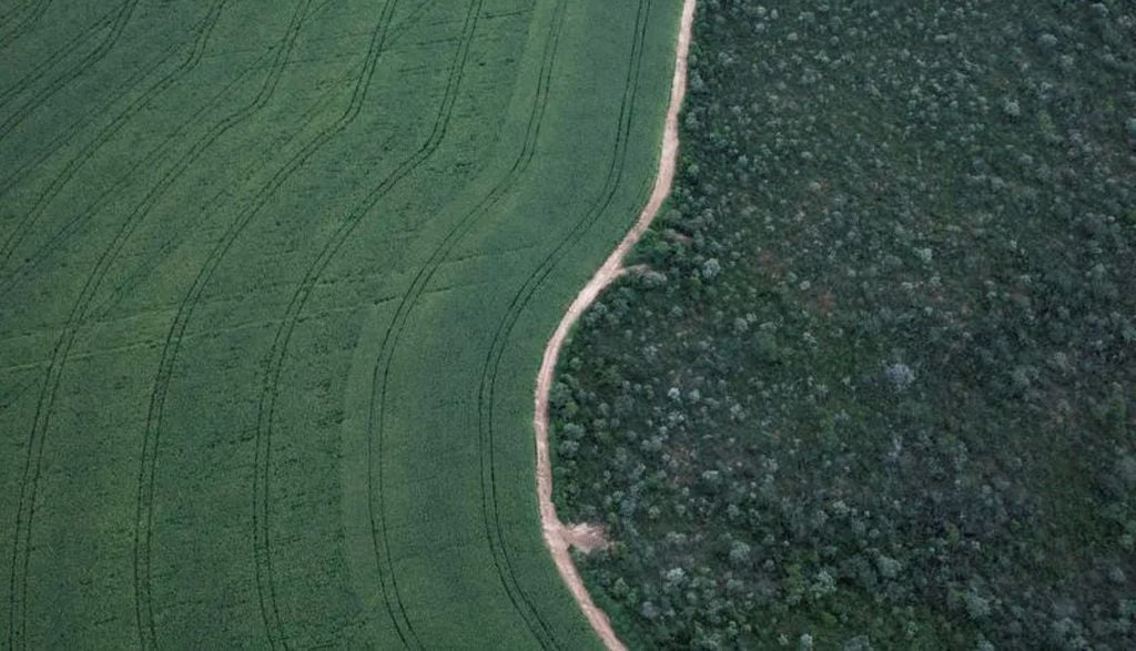 O módulo de Degradação do MapBiomas foi desenvolvido para apoiar decisões de conservação e restauração da biodiversidade no país. Crédito: Imazon