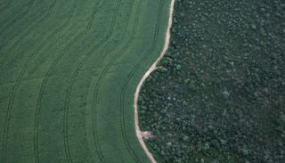 Fragmenta&ccedil;&atilde;o da vegeta&ccedil;&atilde;o nativa no Brasil cresceu 163% em 38 anos, aponta MapBiomas