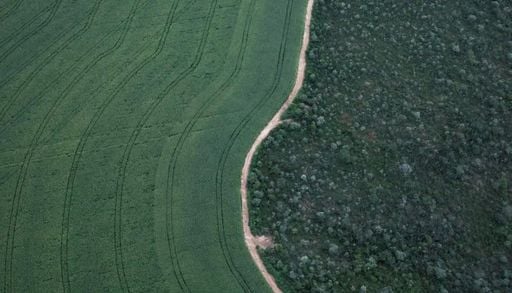 Fragmenta&ccedil;&atilde;o da vegeta&ccedil;&atilde;o nativa no Brasil cresceu 163% em 38 anos, aponta MapBiomas