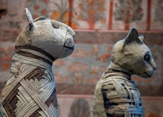 France : 5 momies égyptiennes d'animaux datant d'il y a 3 000 ans dévoilent leurs secrets !