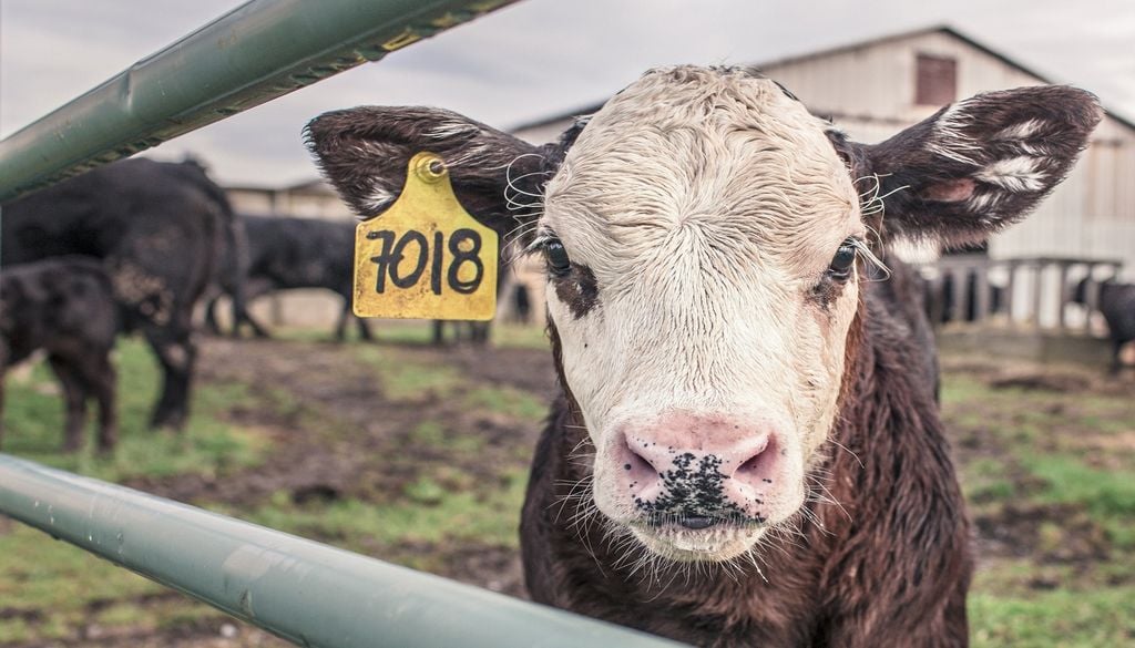 Les animaux peuvent être victimes d'épuisement face à la chaleur