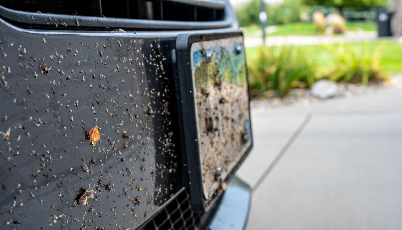 Charlie Insect Matriculation France : comment aider les scientifiques à recenser les insectes