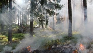 France : l&rsquo;habitat des animaux a &eacute;t&eacute; ravag&eacute;, apr&egrave;s les feux de for&ecirc;t de cet &eacute;t&eacute;
