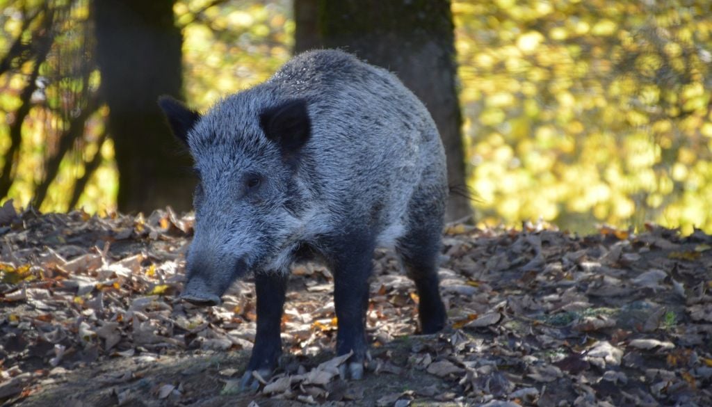 Les sangliers peuvent tenter de s'enfuir Les sangliers peuvent tenter de s'enfuir