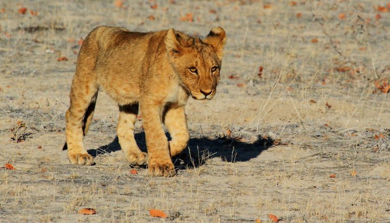 En France, vous pouvez l&eacute;galement d&eacute;tenir un animal sauvage