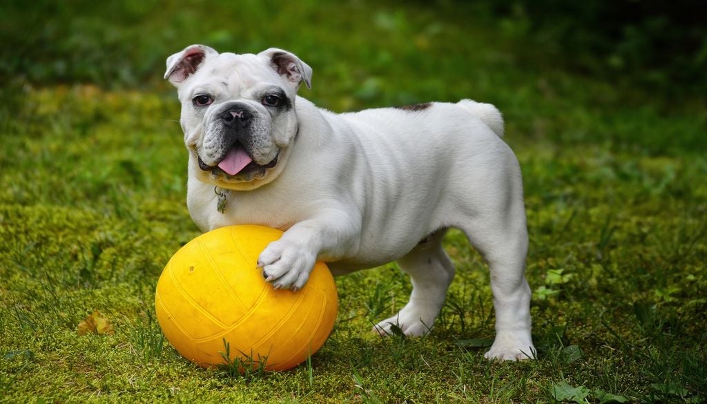 Les chiens sont des membres de la famille à part entière Les chiens sont des membres de la famille à part entière