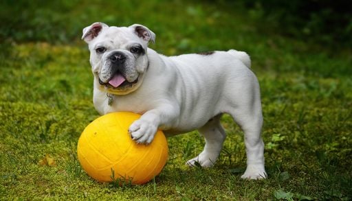 France : des destinations pet-friendly &agrave; conna&icirc;tre pour les propri&eacute;taires d&rsquo;animaux de compagnie