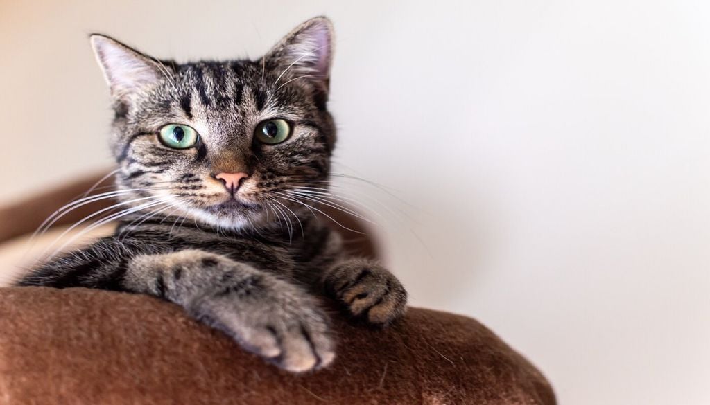 Les chats aussi partent en vacances avec leur maître Les chats aussi partent en vacances avec leur maître