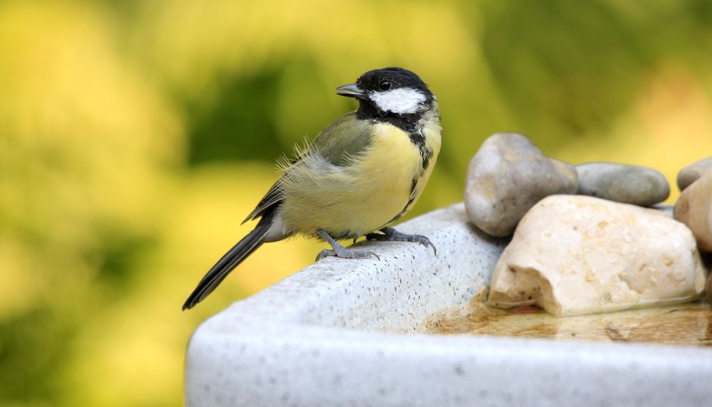 Mésange Oiseau Jardin Eau Nature Biodiversité -18,2% des oiseaux communs en France en 25 ans selon les chiffres de la LPO.