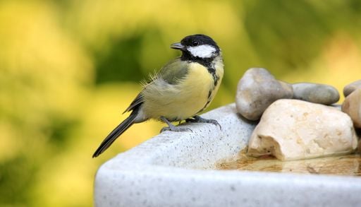 France : pourquoi les oiseaux disparaissent de nos jardins ?
