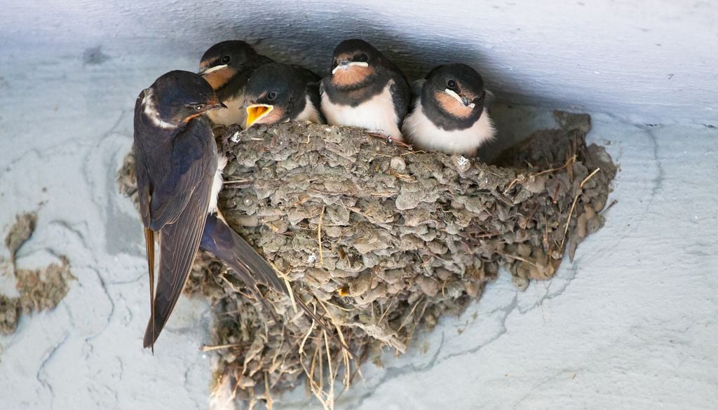 Hirondelle Nid Oiseaux oisillons Bec Nourriture Biodiversité Nature Une hirondelle nourrit ses oisillons.