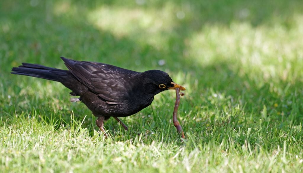 Oiseaux Jardin Nature Biodiversité Herbe Vers de Terre Les insecticides tuent la nourriture des oiseaux, sans eux, c'est le déclin assuré des volatiles.
