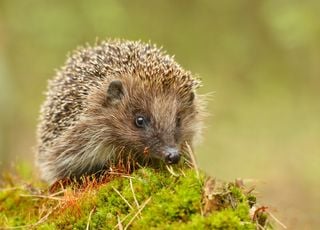 France : quels animaux sauvages vivent dans nos jardins et comment en prendre soin ?
