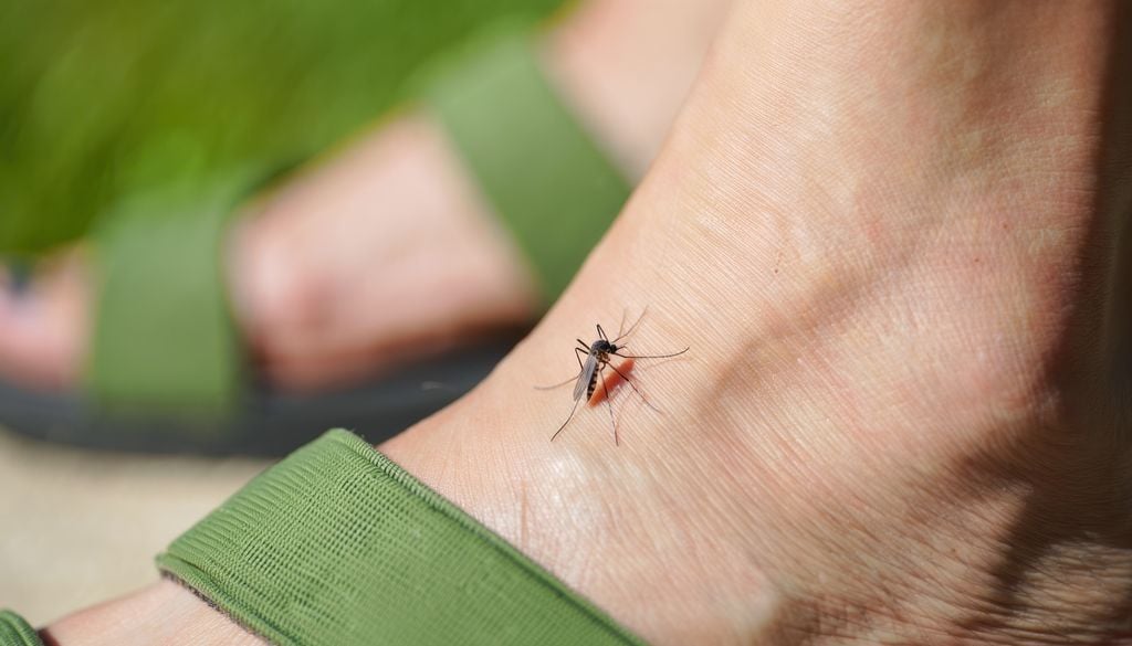 Piqûre moustique tigre pied peau nuisible insecte L'arrêté écrit sur le ton de l'humour sert surtout à démobiliser la population dans la lutte contre la prolifération du moustique.