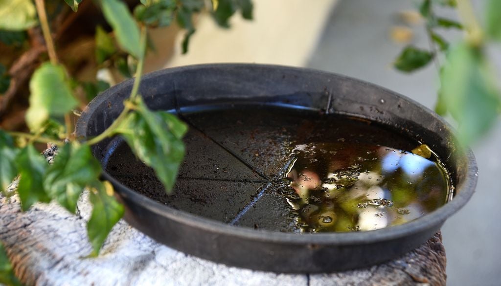 coupelle eau stagnante pot jardin balcon moustique larve Cette petite coupelle pleine avec à peine un peu d'eau, suffit à la prolifération des moustiques !