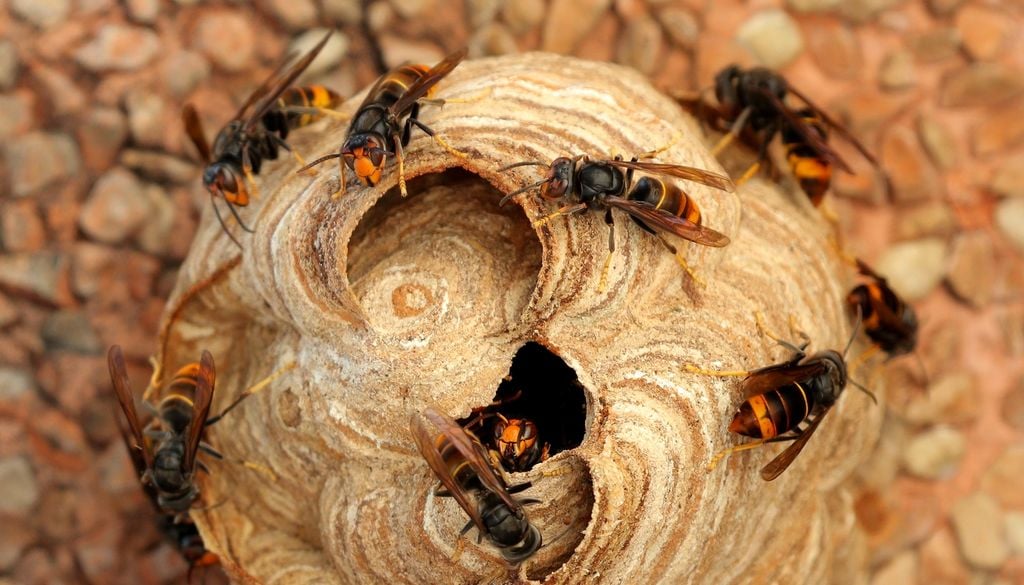 Le frelon asiatique est présent en France depuis plus de 20 ans et est est officiellement considéré comme une espèce exotique envahissante (EEE)