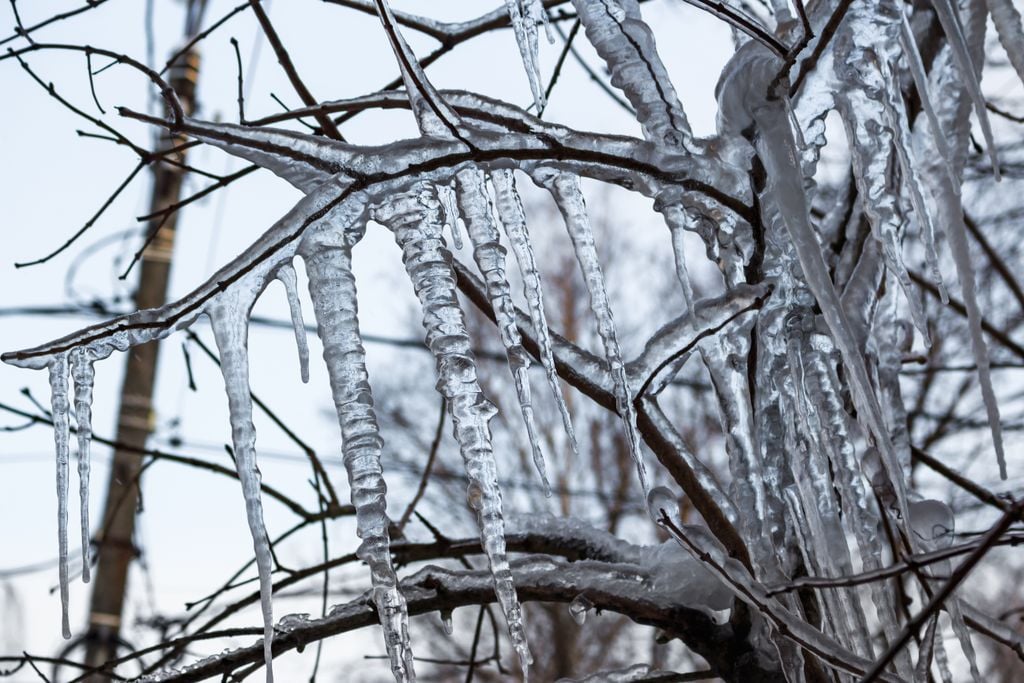 Large sharp icicles on tree branches after freezing rain