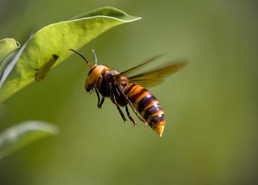 Le frelon asiatique, qui décime chaque année des milliers de populations d'abeilles, a un nouveau prédateur ! Le frelon asiatique, qui décime chaque année des milliers de populations d'abeilles, a un nouveau prédateur !
