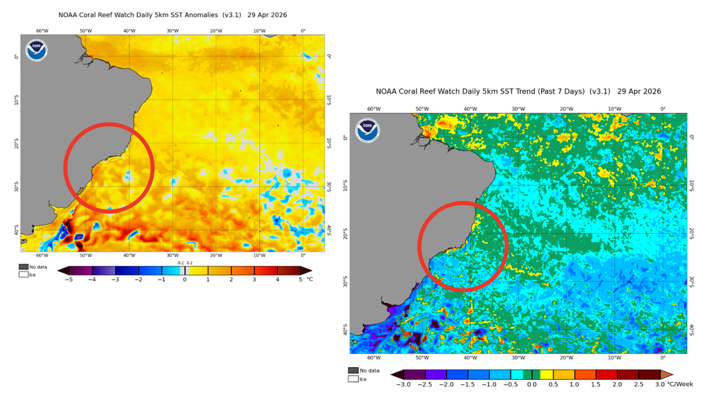 Anomalia de temperatura da superfície do mar em 29 de abril (esquerda) e tendência de temperatura da superfície do mar nos últimos 7 dias (direita), destacando a costa Sul/Sudeste dentro do círculo. Créditos: Elaborado por Meteored/Adaptado de NOAA.