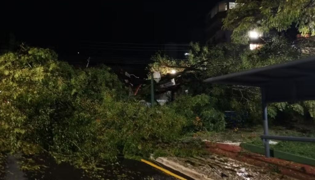 Árvore tombada após temporal em Ponta Grossa — Foto: G1/Beatriz Coelho