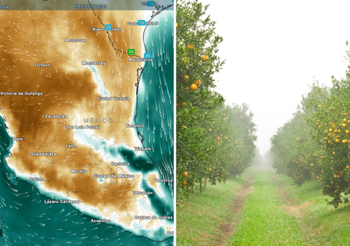 Pron&oacute;stico agrometeorol&oacute;gico del 9 al 15 de marzo: c&iacute;tricos, ca&ntilde;a y hortalizas en riesgo en m&aacute;s de 15 estados de M&eacute;xico