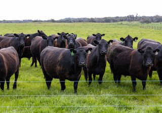 Un frigorífico argentino logró producir carne vacuna con huella negativa de carbono