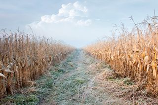 Frio histórico e lavouras em risco: ar polar ameaça as colheitas brasileiras