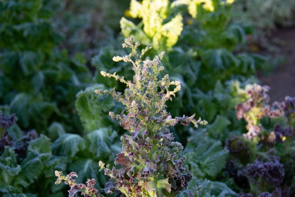 Alface, hortifruti, geada
