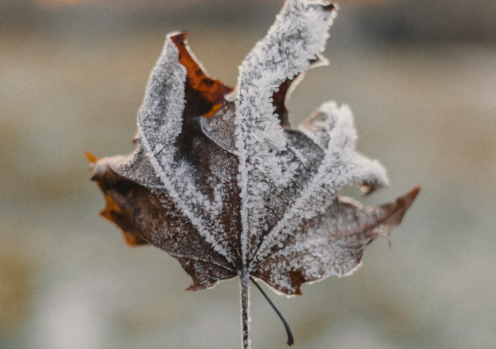 frio