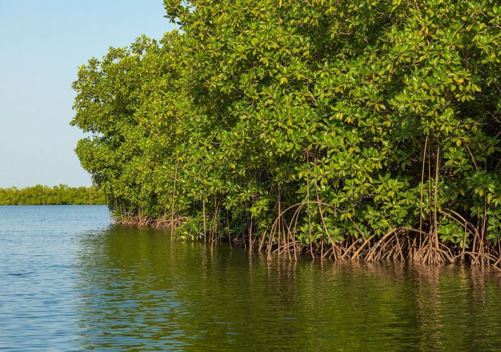 Otro de los casos mencionados en la revisión corresponde a los manglares, capaces de captar agua desde la atmósfera gracias a la sal acumulada en sus hojas.