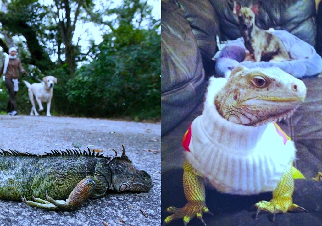 Kälte lässt gefrorene Leguane in Florida von den Bäumen fallen