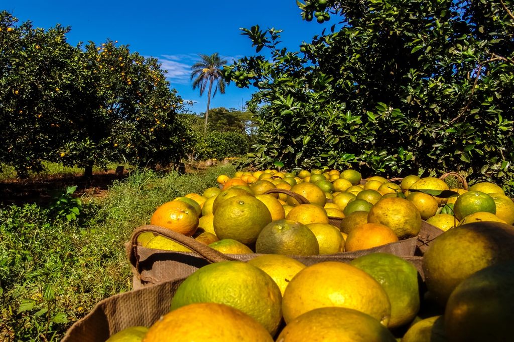 Frio, onda de frio, São Paulo