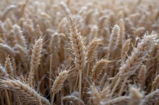 Frio, granizo e geada à vista: prepare-se para proteger as lavouras do Sul