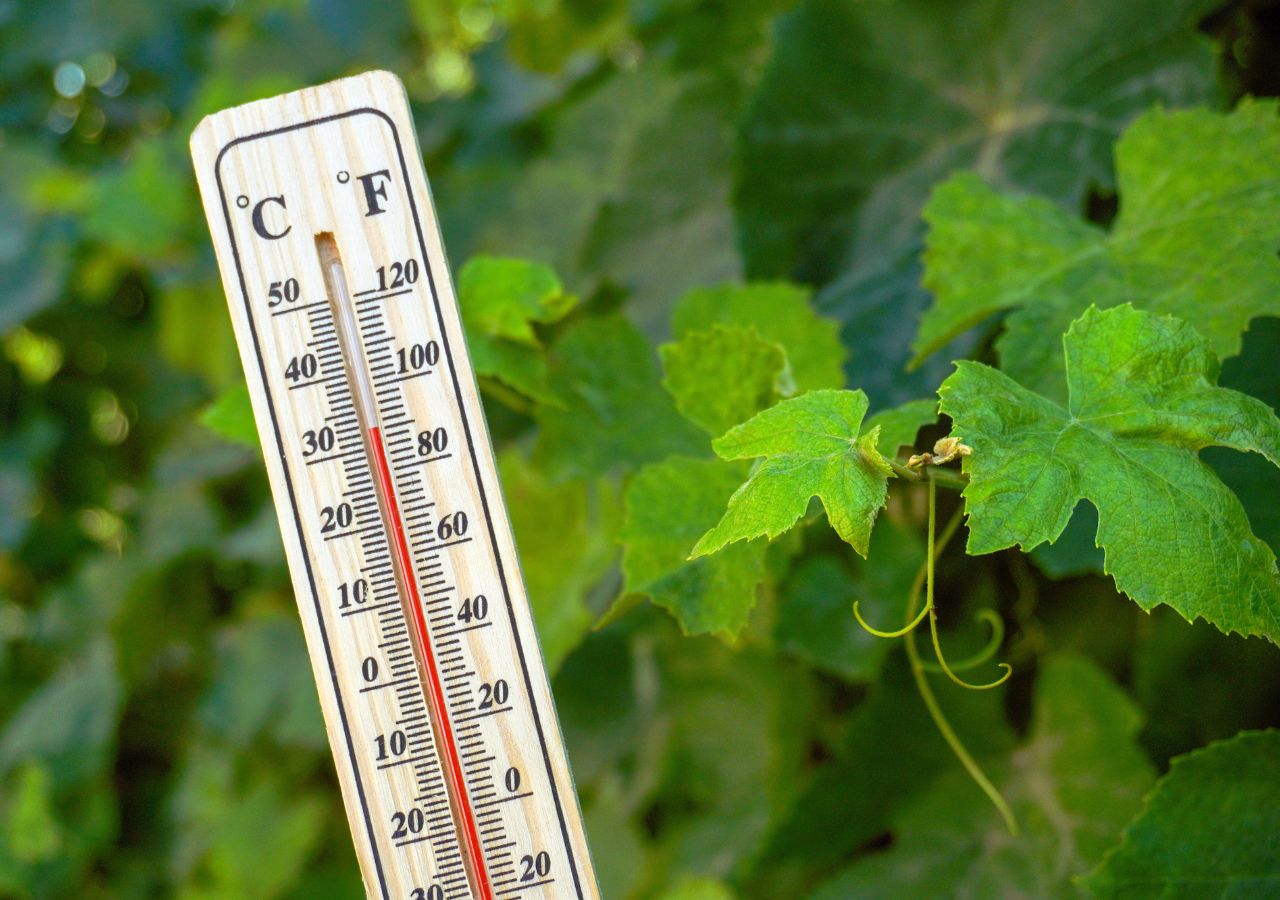 Las plantas controlan su crecimiento con hormonas como auxinas y giberelinas, que reaccionan a la temperatura.
