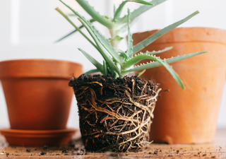 Fr&iacute;o por la noche y calor de d&iacute;a: la raz&oacute;n por la que tus plantas no est&aacute;n creciendo
