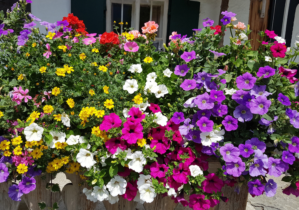 Un cambio de temperatura moderado puede hacer que las flores tengan colores más intensos.