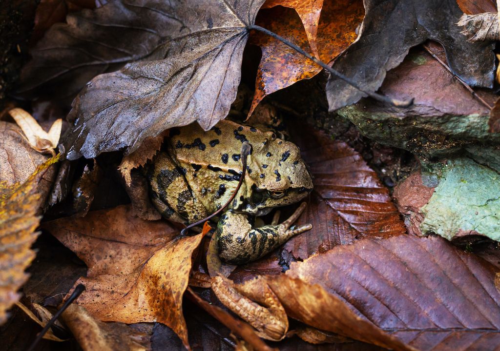 Frogs and Toads are Disappearing but Here's How You Can Make Them at ...