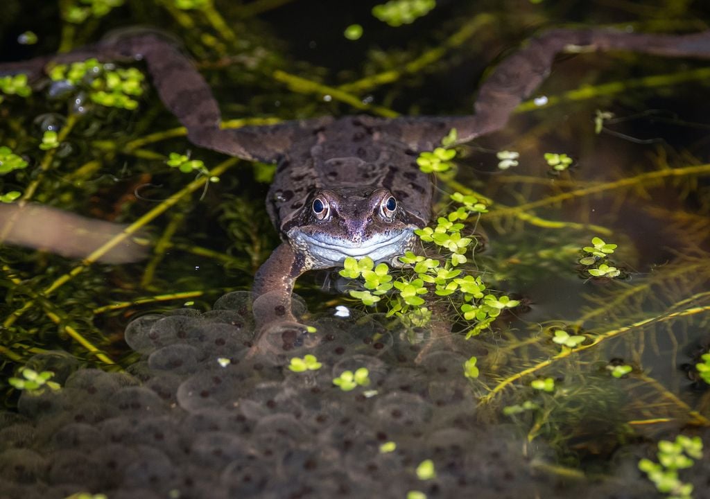 Frogs lay spawn in ponds while benefitting from pond plants as well as a diversity of invertebrates.