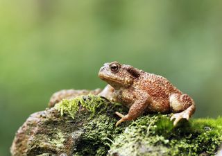 Frogs spawning in March are threatened