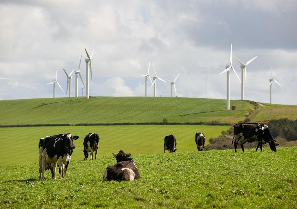 Feeding certain kinds of seaweed to cattle can significantly cut their methane emissions.