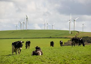 From the US to UK: Feeding seaweed to grazing cattle cuts their emissions significantly