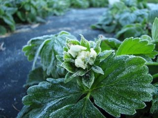 Frost-Drama bei Hobbygärtnern! Wetterexperte warnt: „Was jetzt rauskommt, kann sofort erfrieren!'