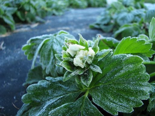 Frost-Drama bei Hobbyg&auml;rtnern! Wetterexperte warnt: &bdquo;Was jetzt rauskommt, kann sofort erfrieren!"