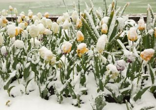 Kälte und Frost bis Juni? Düstere Maiprognose für Deutschland!